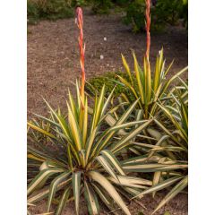 Juka 'Color Guard' - Yucca Color Guard